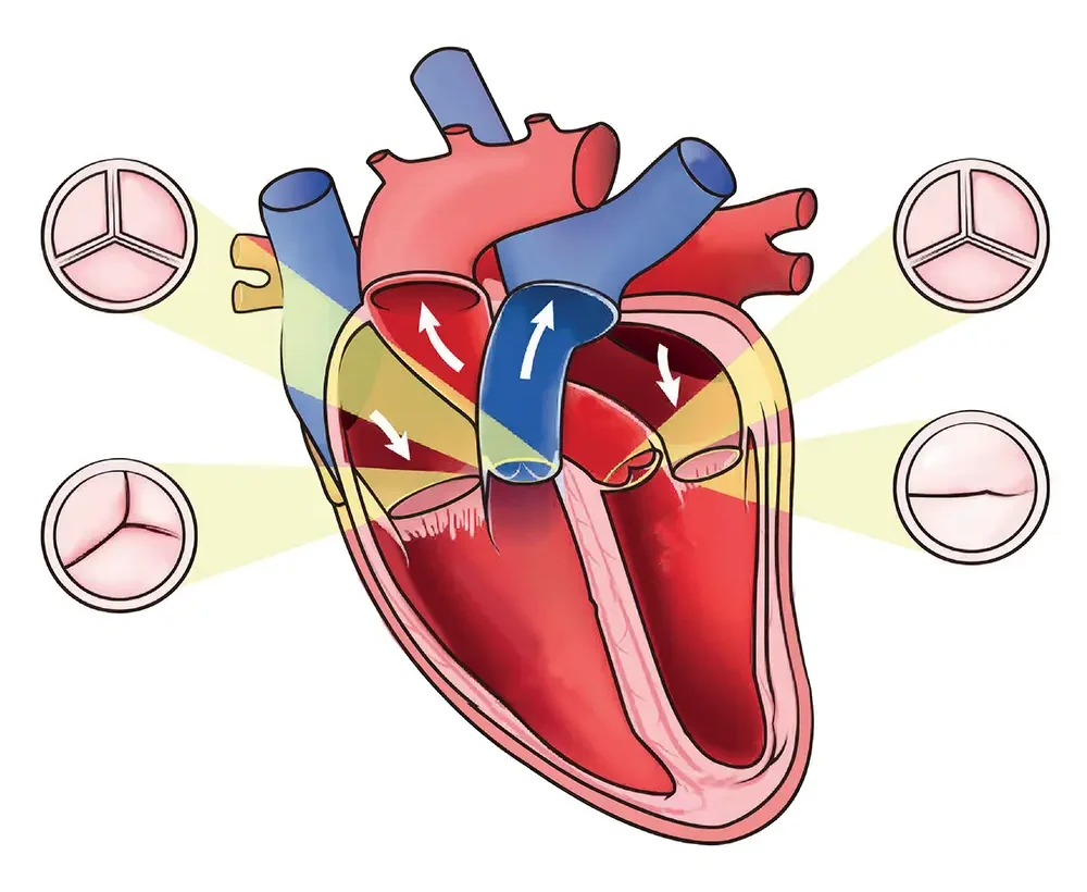 Schéma des valves du coeur. Institut Alain Cribier, Rouen