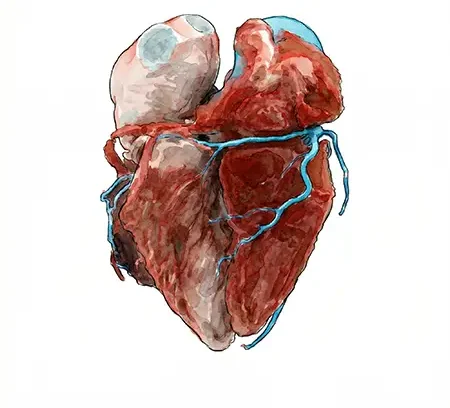 Modélisation IA 3D du coeur. Recherche de biomécanique